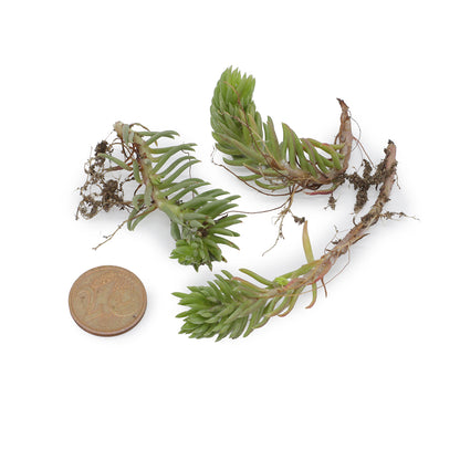Petrosedum ochroleucum - borracina dei muretti (3 Talee)