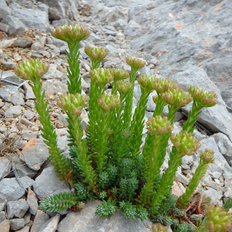 Petrosedum ochroleucum - borracina dei muretti (3 Talee)