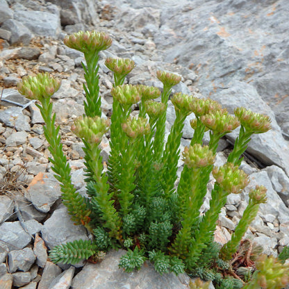 Petrosedum ochroleucum - borracina dei muretti (3 Talee)