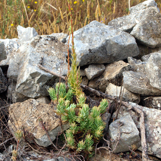 Petrosedum sediforme - borracina di Nizza (3 Talee)