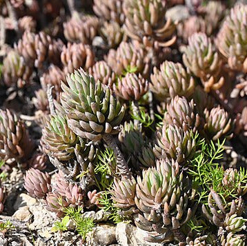 Petrosedum sediforme - borracina di Nizza (3 Talee)