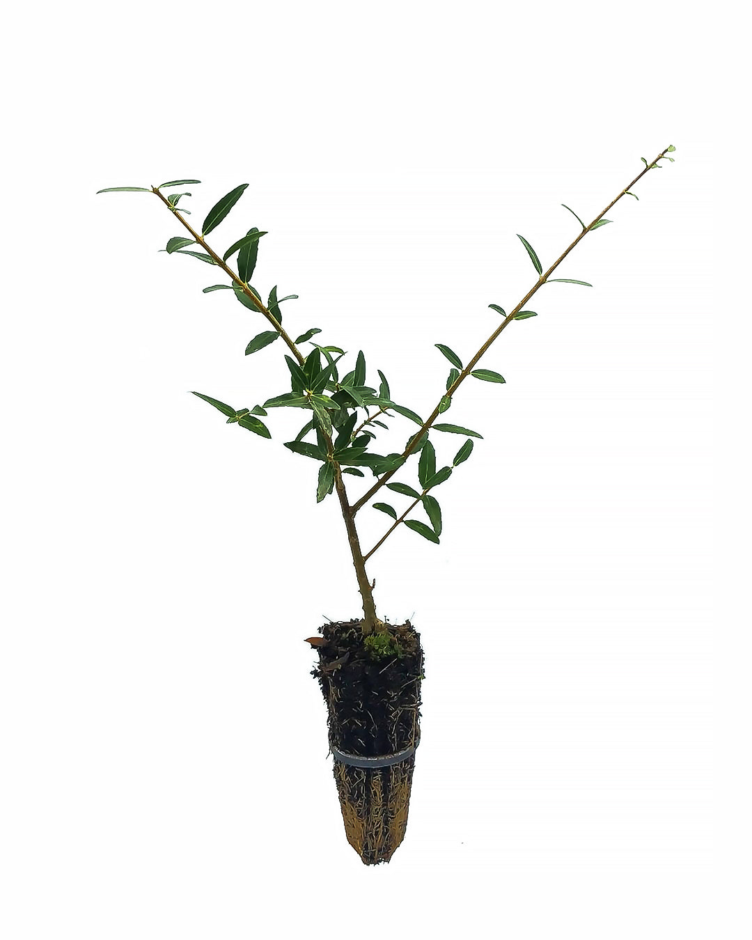 Phillyrea angustifolia - thin phillyrea (forest alveolus)