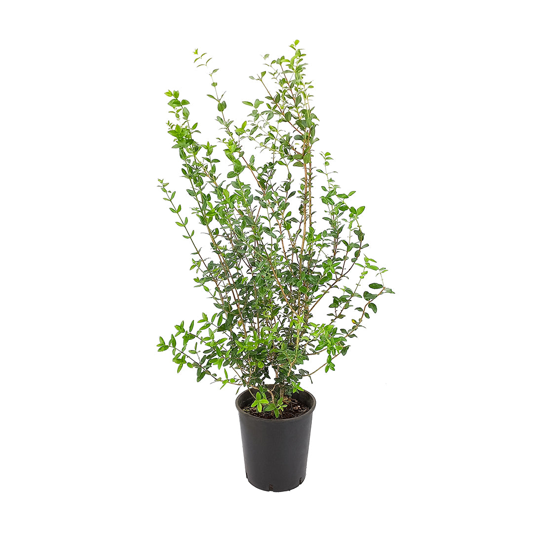 Phillyrea latifolia - fillirea a foglie larghe (Vaso 20 cm)