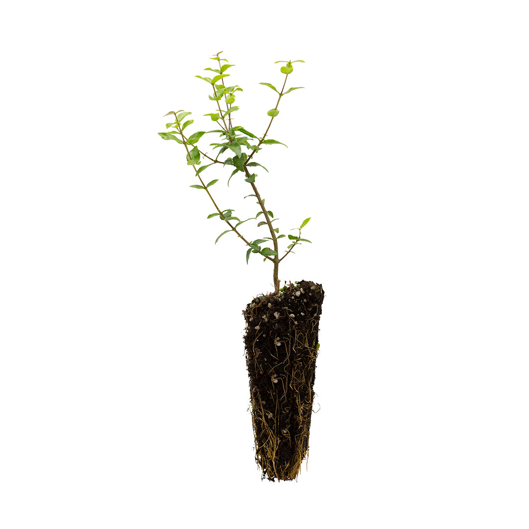 Phillyrea latifolia - fillirea a foglie larghe (Alveolo forestale)