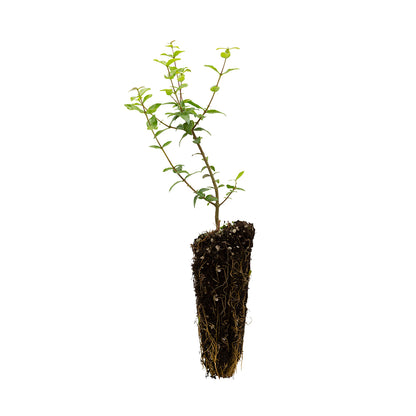 Phillyrea latifolia - fillirea a foglie larghe (Alveolo forestale)