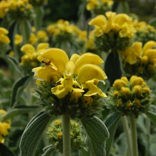 Phlomis fruticosa - salvione giallo (Vaso quadro 7x7x8 cm)
