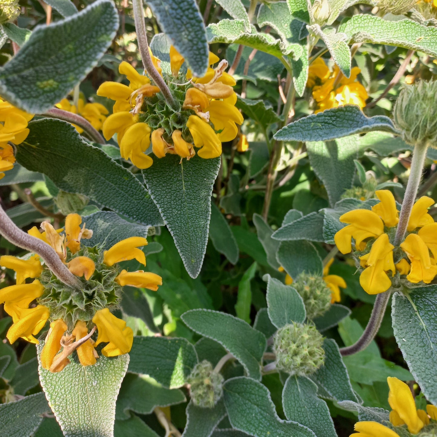 Phlomis fruticosa - salvione giallo (Vaso quadro 7x7x8 cm)