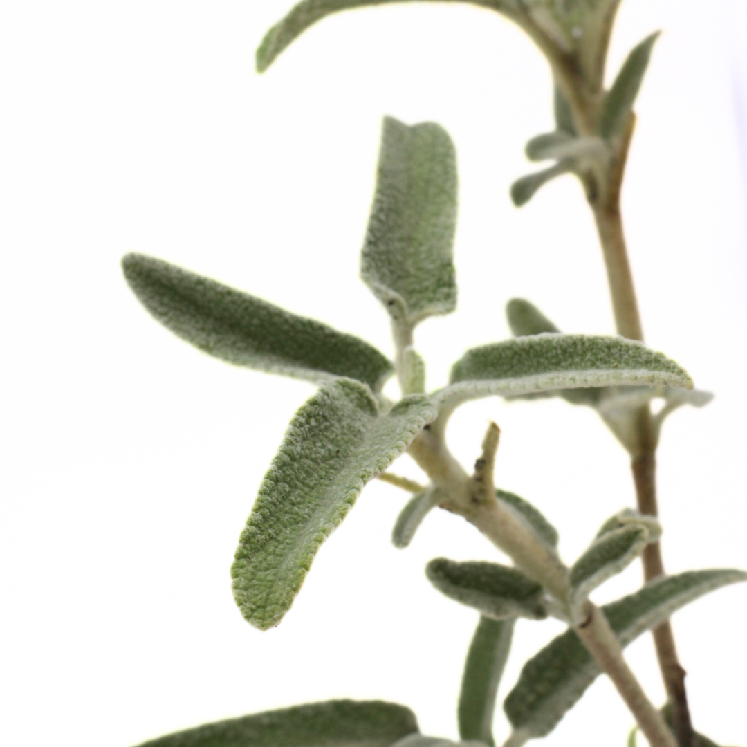 Phlomis fruticosa - salvione giallo (Vaso quadro 7x7x8 cm)