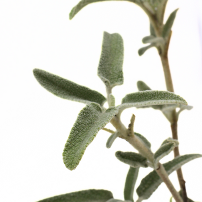 Phlomis fruticosa - salvione giallo (Vaso quadro 7x7x8 cm)