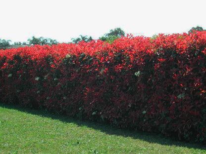 Photinia x forzari cv. "red robin" - photinia (Forest alveolus)