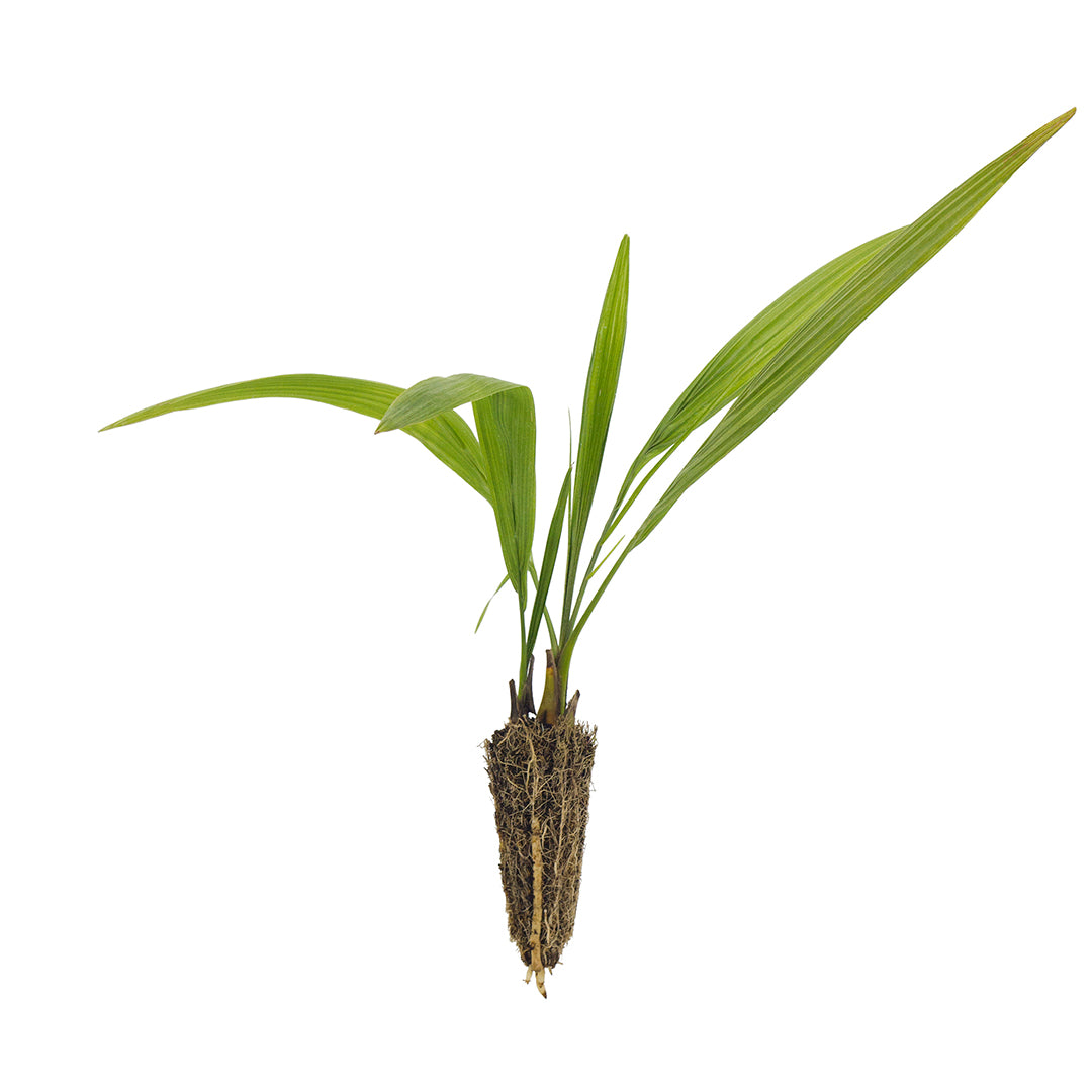 Phoenix reclinata - Senegal palm (Forest socket)