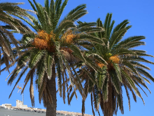 Phoenix canariensis - Canarian palm (Forest palm)