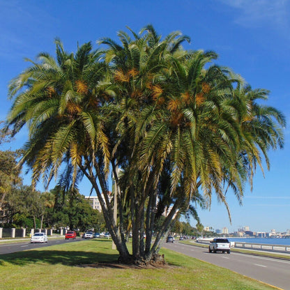 Phoenix reclinata - Senegal palm (Forest socket)