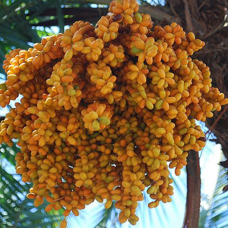Phoenix reclinata - Senegal palm (Forest socket)