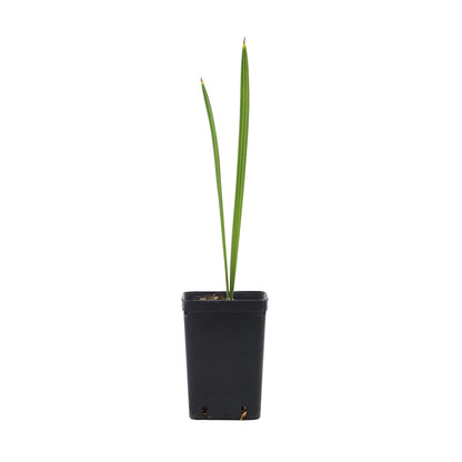 Phoenix dactylifera Tunisia cv "Deglet Noor" - date palm (forest bush)