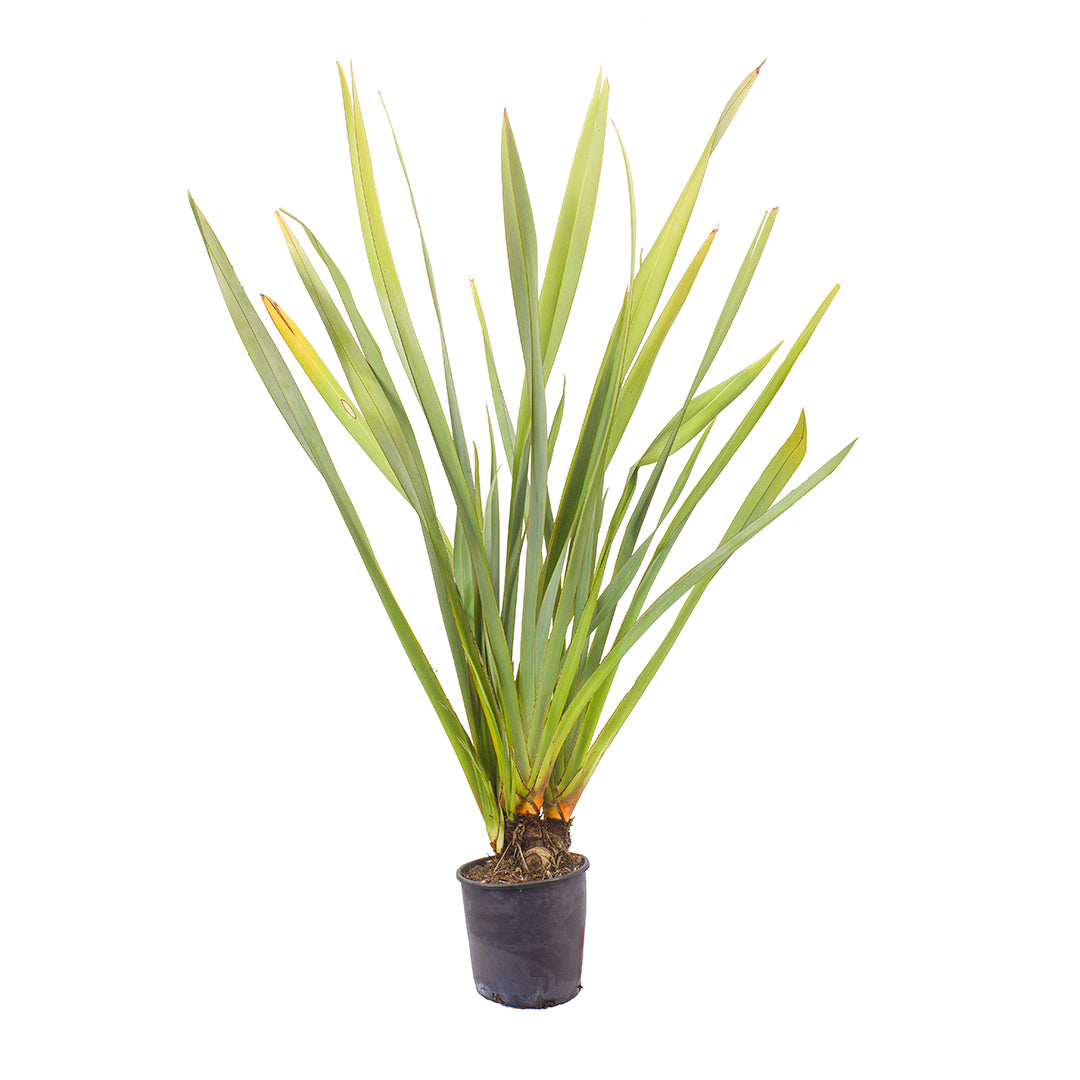 Phormium tenax - New Zealand flax (Pot 24 cm)