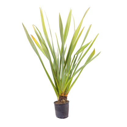 Phormium tenax - lino della Nuova Zelanda (Vaso 24 cm)