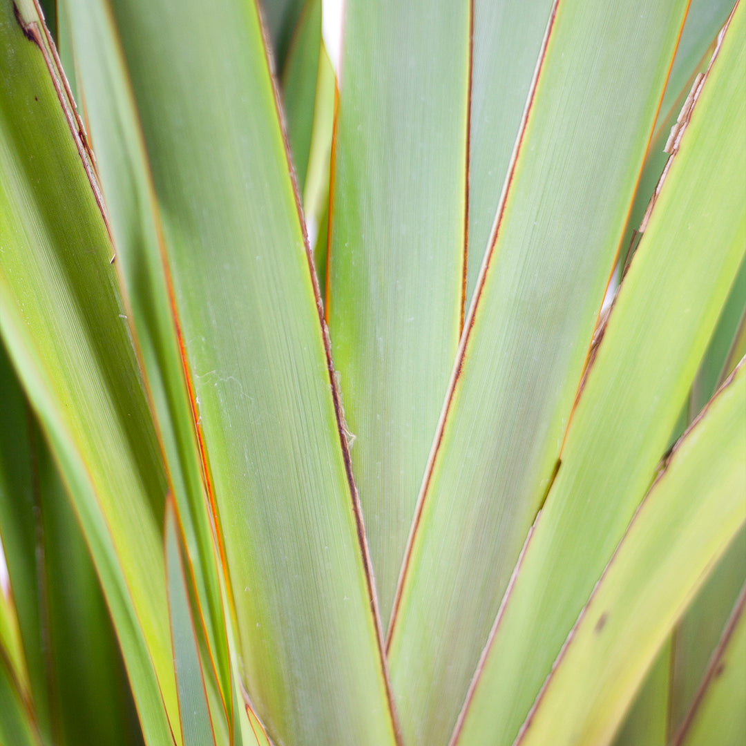 Phormium tenax - lino della Nuova Zelanda (Vaso 24 cm)