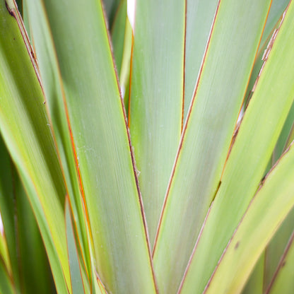 Phormium tenax - New Zealand flax (Pot 24 cm)