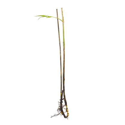 Phragmites australis - common reed (1 rhizome)