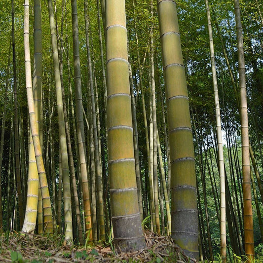 Phyllostachys edulis (sin. pubescens) - moso bamboo gigante (Vaso 18 cm)