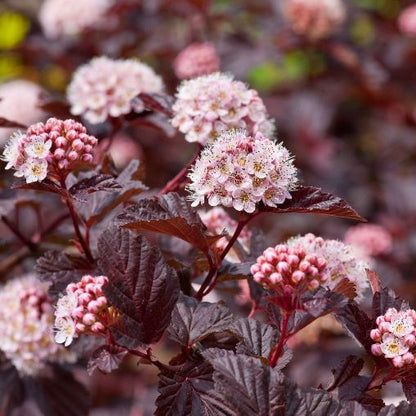 Physocarpus opulifolius - fisiocarpo (Vaso quadro 9x9x20 cm)