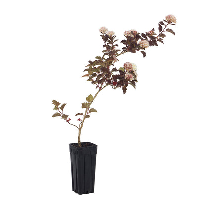 Physocarpus opulifolius - fisiocarpo (Vaso quadro 9x9x20 cm)