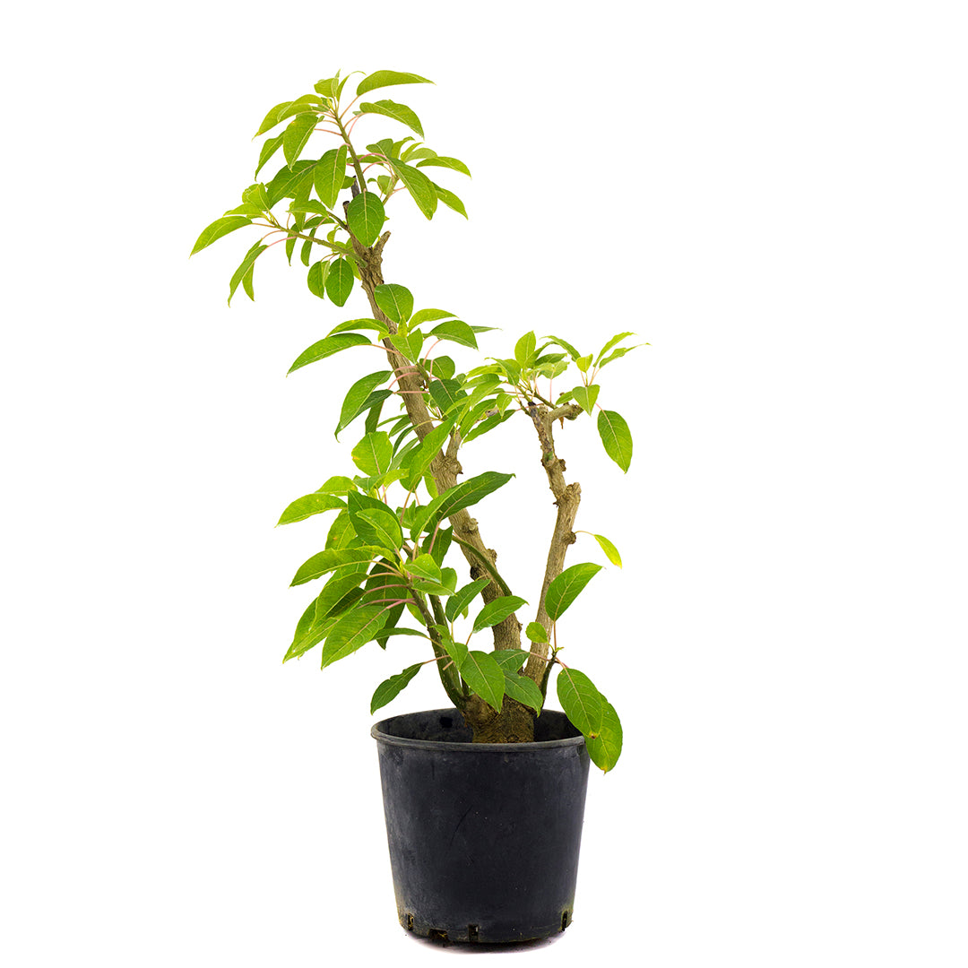 Phytolacca dioica - phytolacca, cremesina arborea (Pot 24 cm)