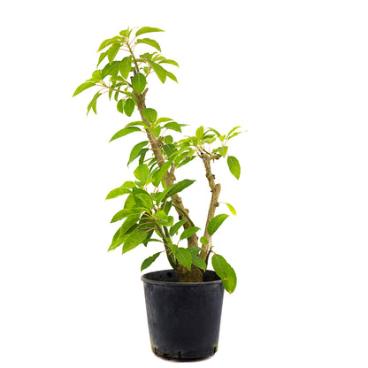 Phytolacca dioica - fitolacca, cremesina arborea (Vaso 24 cm)