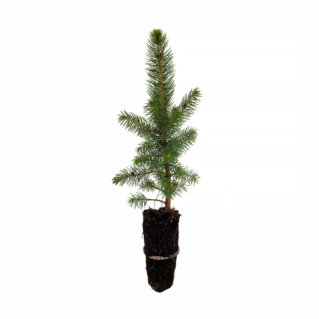 Picea pungens glauca - blue spruce (Forestry spruce)