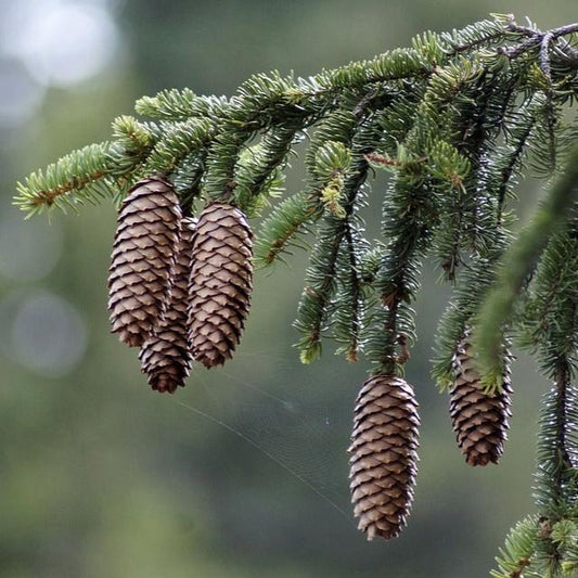Picea abies - spruce, spruce (Square vase 9x9x20 cm)