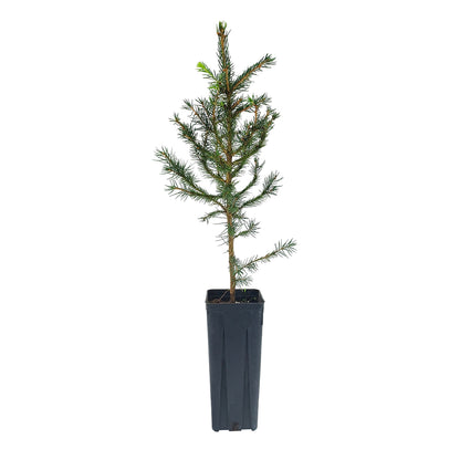 Picea abies - spruce, spruce (Square vase 9x9x20 cm)