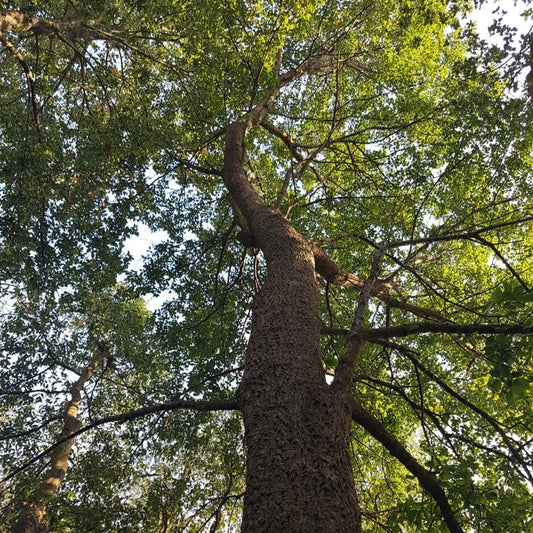 Quercus x crenata - cerrosughera (Alveolo forestale)
