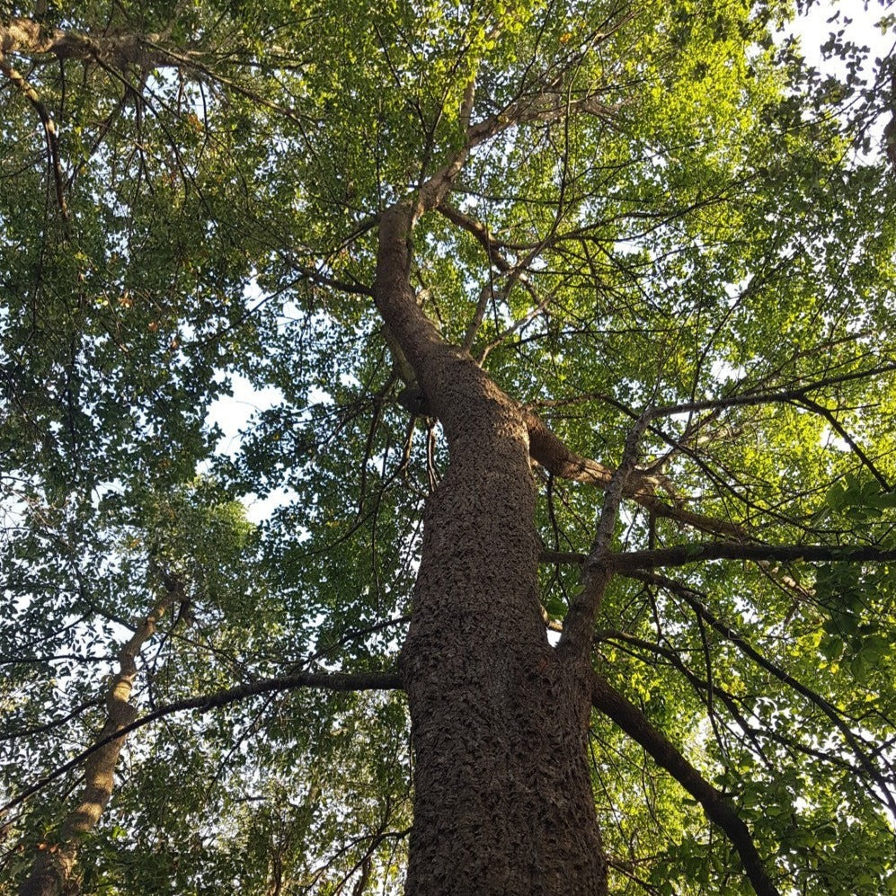 Quercus x crenata - cerrosughera (Forestry alveolus)