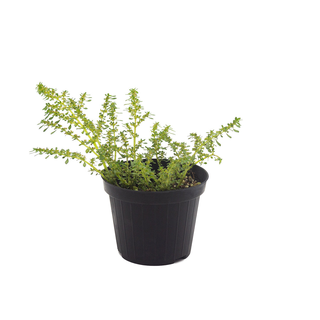 Pilea microphylla - (Vaso 15 cm)