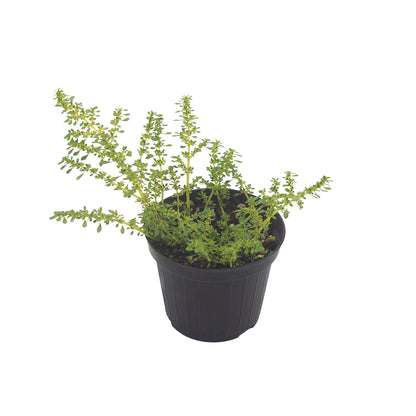 Pilea microphylla - (Vaso 15 cm)