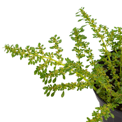 Pilea microphylla - (Vaso 15 cm)