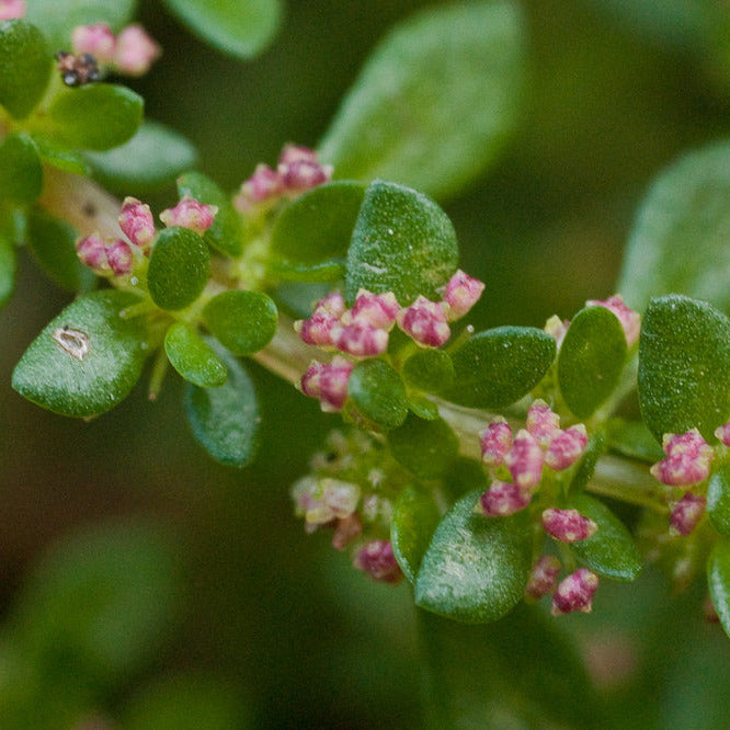 Pilea microphylla VivaiMDB