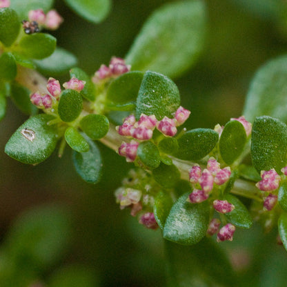 Pilea microphylla VivaiMDB