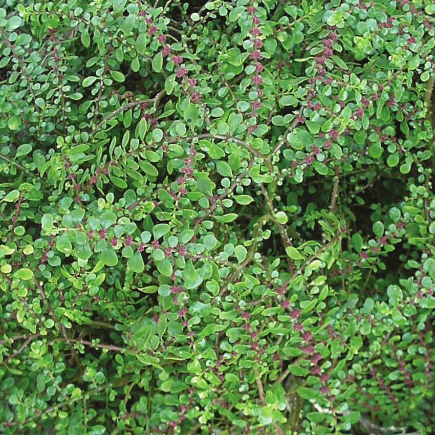 Pilea microphylla VivaiMDB foglie
