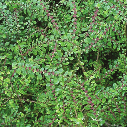 Pilea microphylla VivaiMDB foglie
