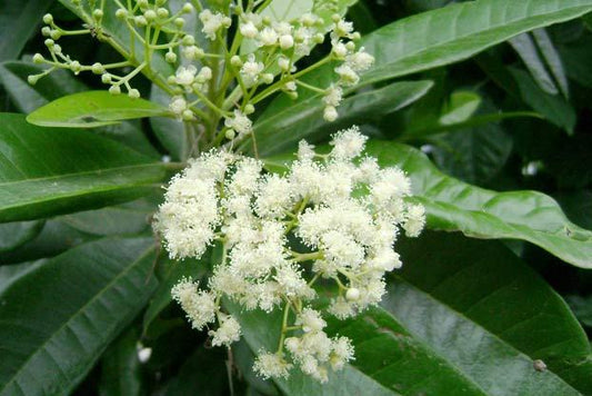 Pimenta dioica - pimienta, allspice (Square vase 9x9x20 cm)