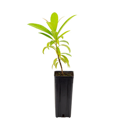 Pimenta dioica - pimienta, allspice (Square vase 9x9x20 cm)