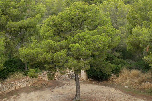 Pinus halepensis - pino d'Aleppo (Vaso quadro 9x9x20 cm)