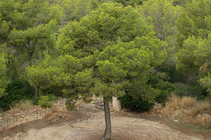 Pinus halepensis - pino d'Aleppo (25 semi)