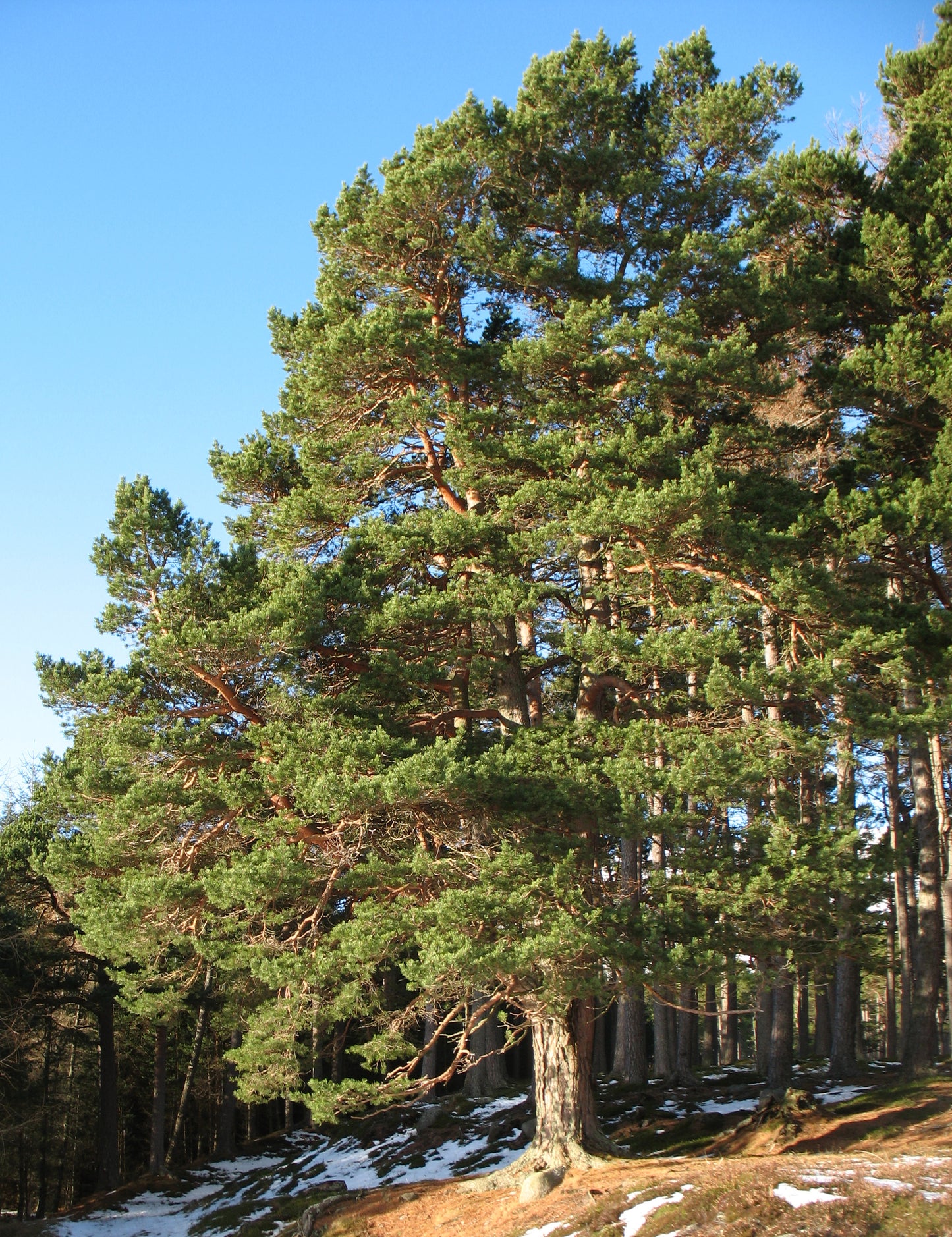 Pinus sylvestris - pino silvestre (Vaso quadro 9x9x20 cm)