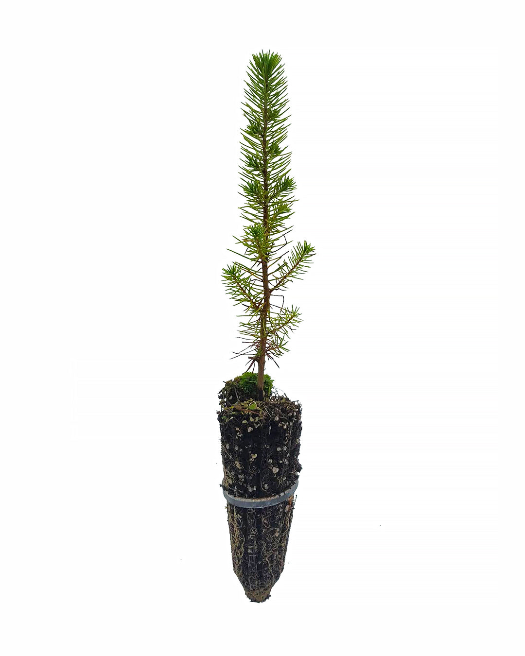 Pinus pinea - pino domestico (Alveolo forestale)