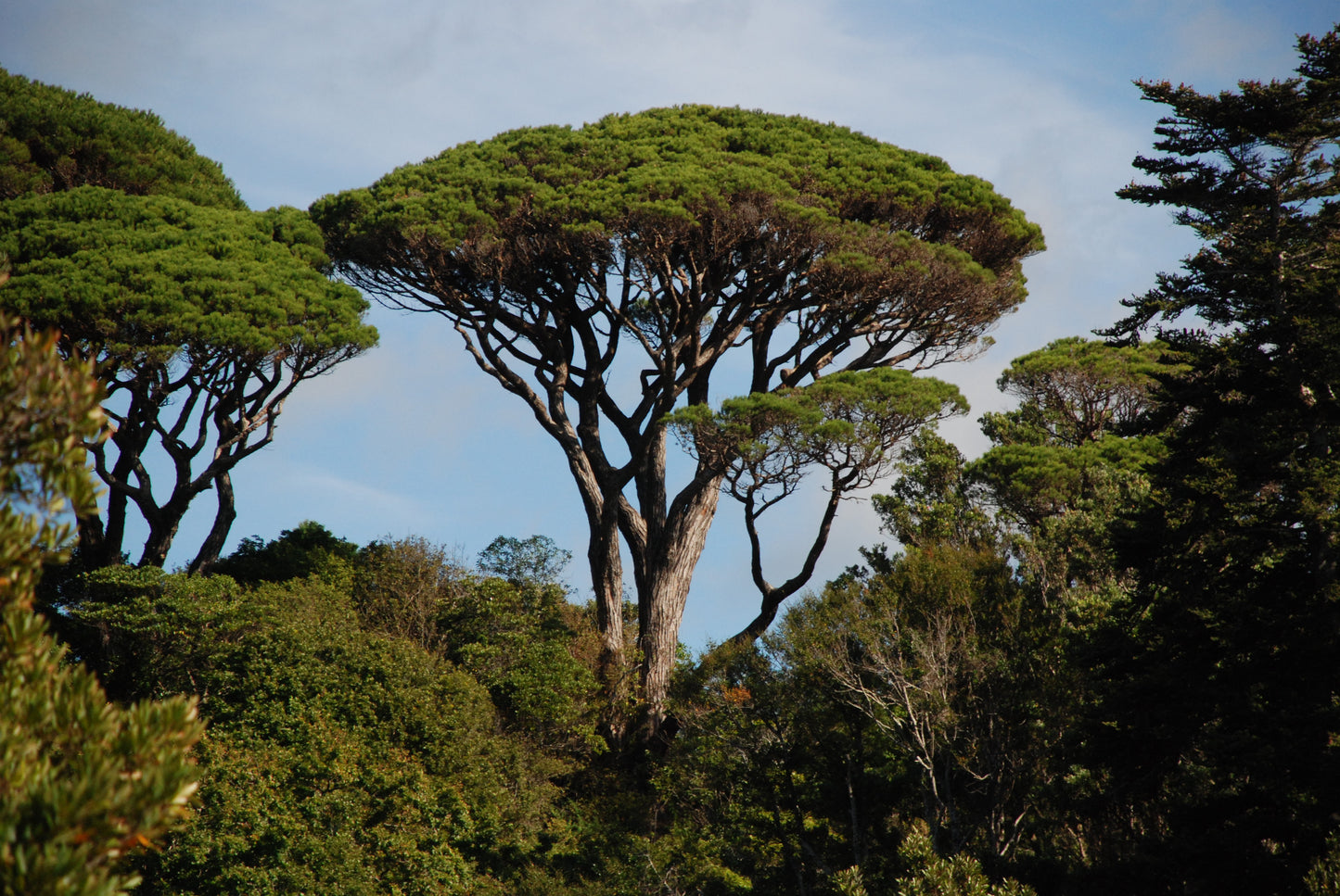 Pinus pinea - pino domestico (Alveolo forestale)