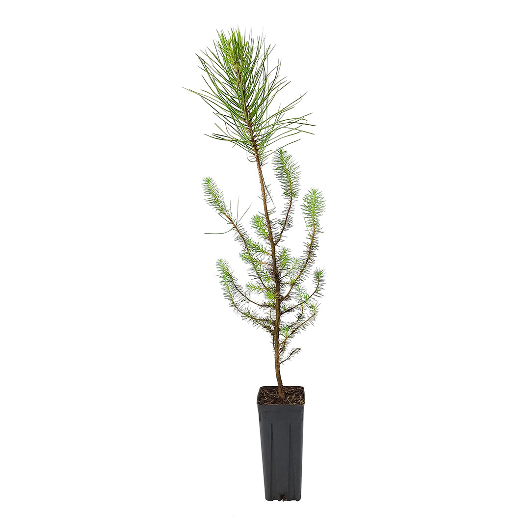 Pinus pinea - stone pine (Square vase 9x9x20 cm)