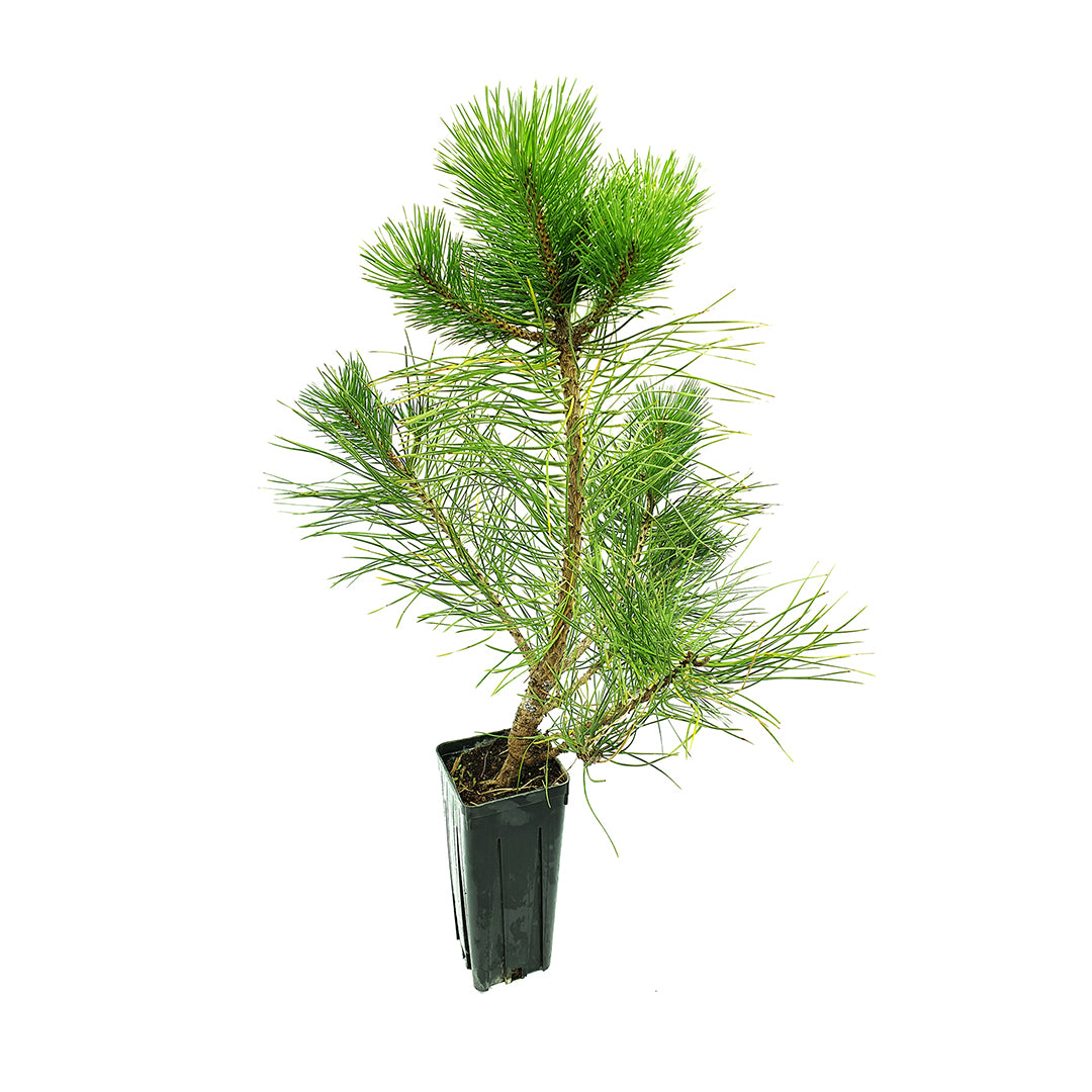 Pinus nigra - pino nero (Vaso quadro 9x9x20 cm)